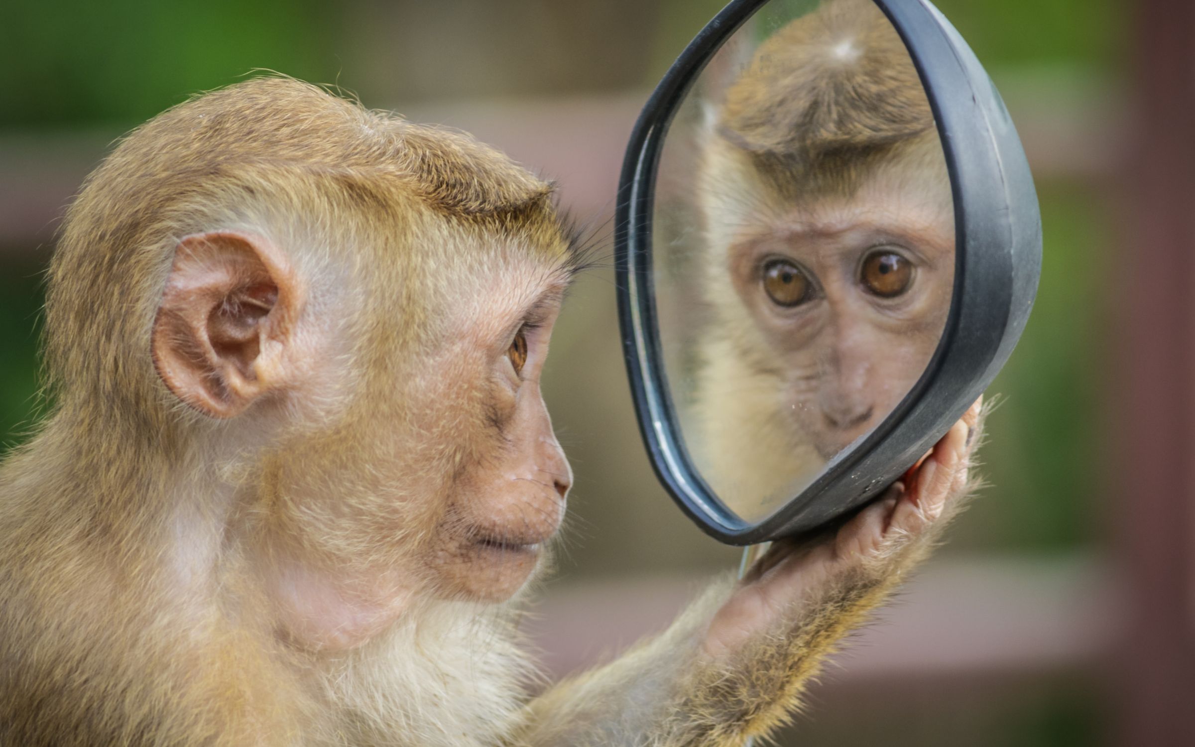 ‘Mirror, Mirror on the wall…’  – Be sure to ask the right questions